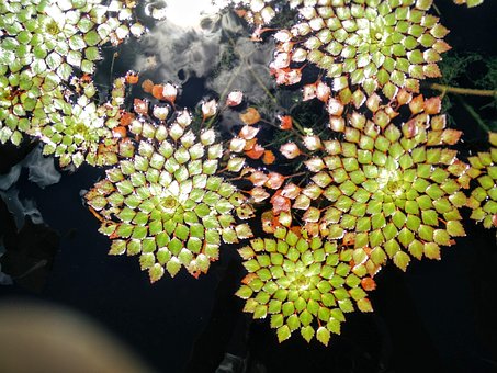 Reflexion, Wasser, Blätter, Puzzle