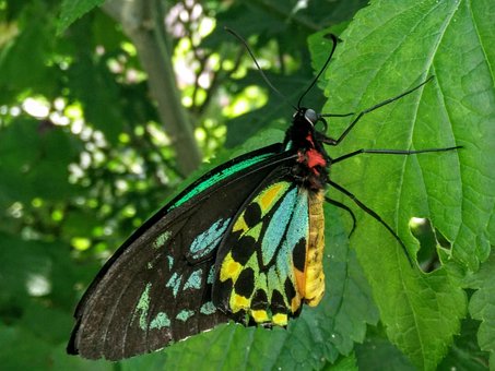 Schmetterling, Grün, Blau, Gelb, Natur