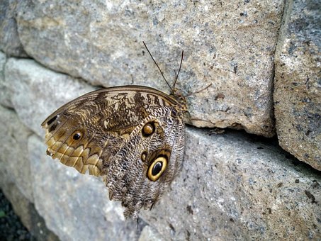 Schmetterling, Stein, Natur, Natürlich