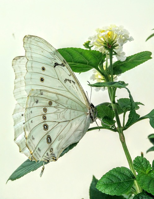 Schmetterling, Weiß, Blume, Insekt