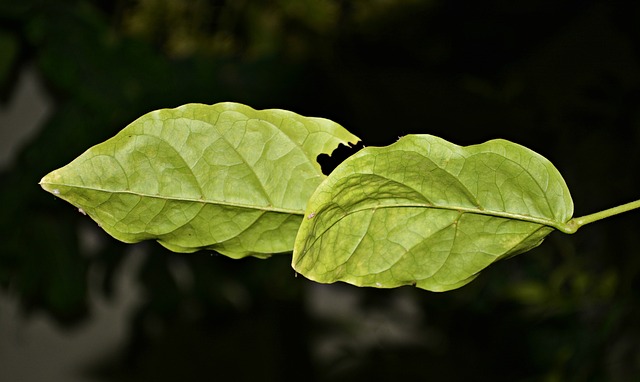 Blätter, Frisch, Grün, Blatt, Natur