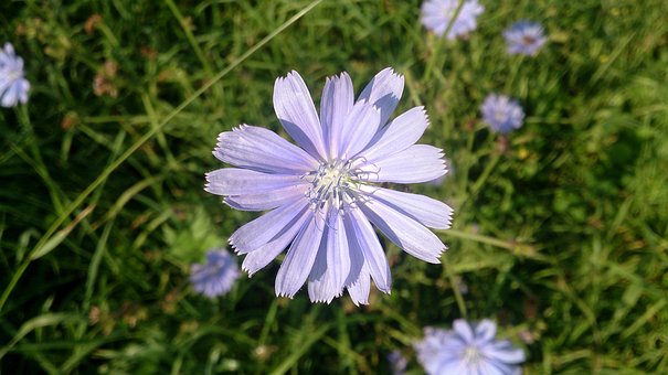Free Chicory Purple Flower photo and picture