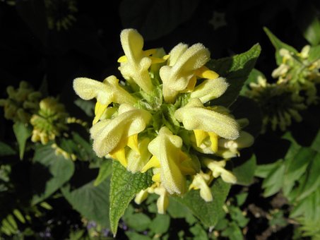 Free Fireweed Garden photo and picture