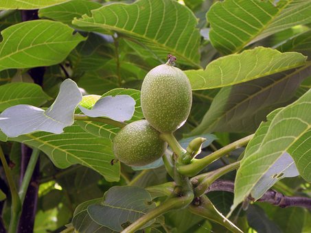 Free Walnut Cap photo and picture