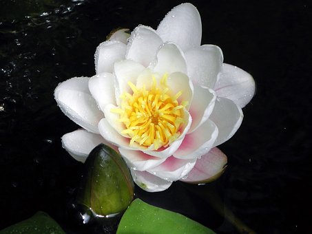 Free Water Lily Pond photo and picture