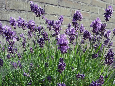 Free Lavender Wall photo and picture