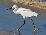 snowy egret, birds, wading birds