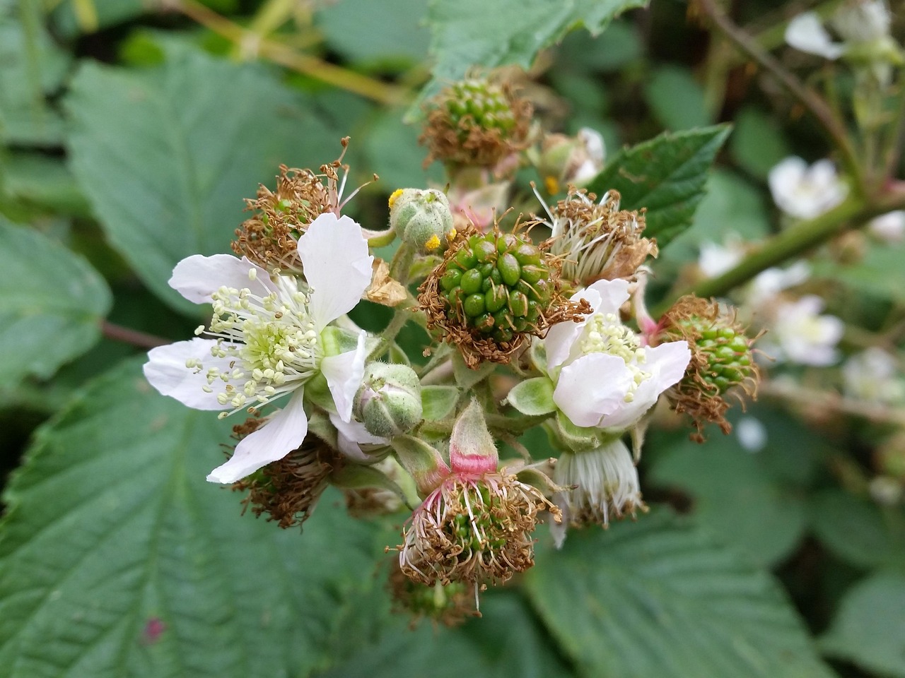 Blackberry Flower Fruit Bramble Free photo on Pixabay Pixabay