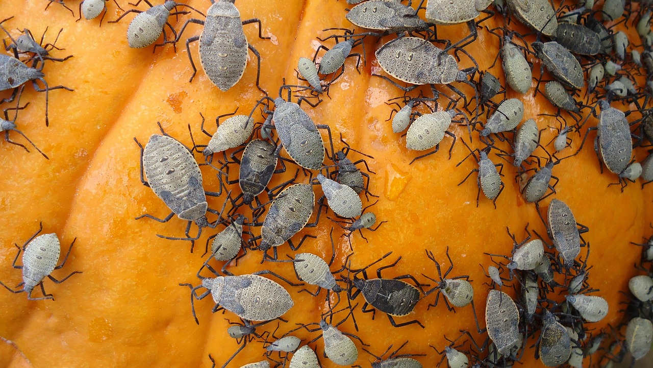 Pumpkin Beetle Bug Free photo on Pixabay Pixabay