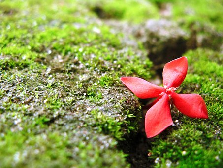 Blume, Glas, Landschaft
