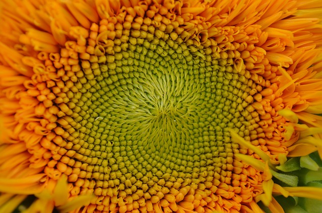 sunflower, flower, garden, flower background, beautiful flowers, close up, rise up, summer, flower wallpaper, yellow, nature, shining, green, template