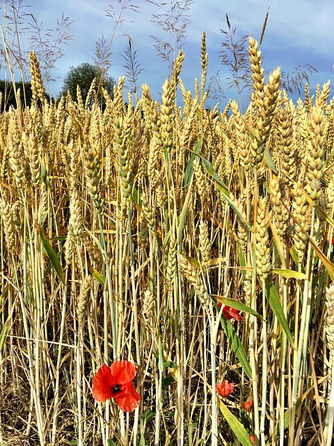 Free Wheat Cereal Grain photo and picture