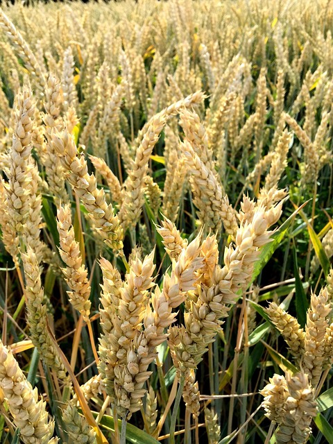 Free Wheat Cereal Grain photo and picture