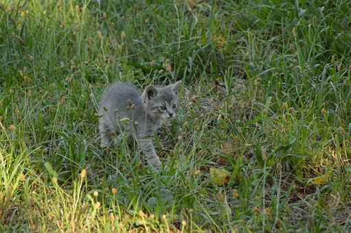 Free Cat Puppy photo and picture