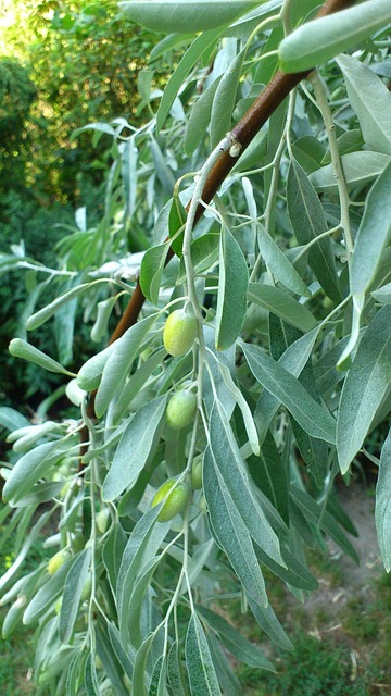 Free Olive Olive Tree photo and picture