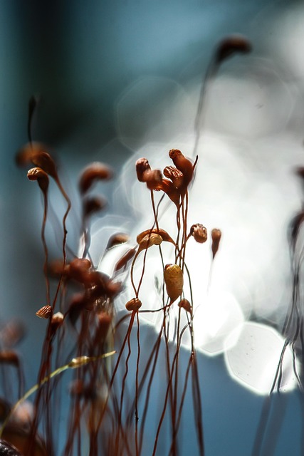 Free Moss Plant photo and picture