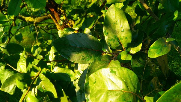 Free Leaves Plants photo and picture