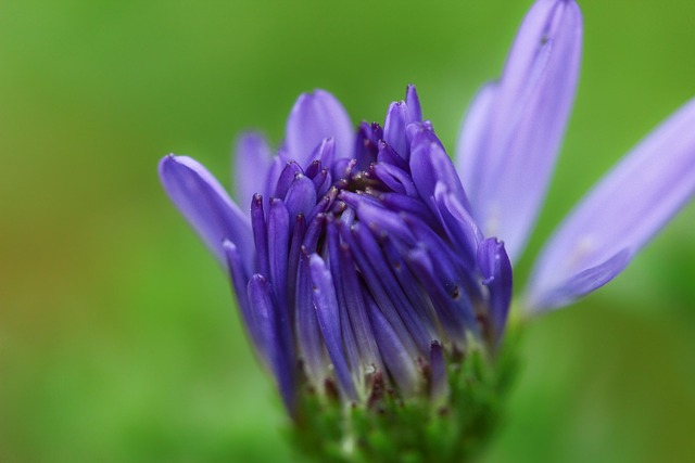 Plante, Makro, Blomst, Natur, Lilla