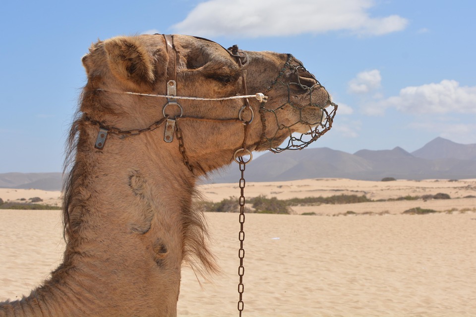 Camel Động Vật Thiên Nhiên Sa - Ảnh miễn phí trên Pixabay