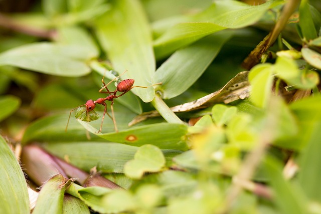 Free Ant Weaver Ant photo and picture