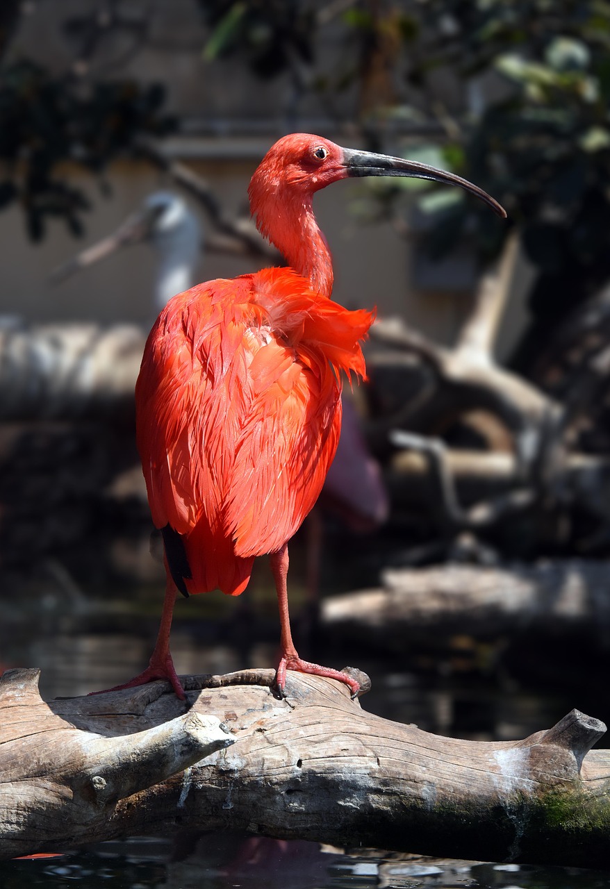 Ibis Rojo P jaro Foto Gratis En Pixabay Pixabay