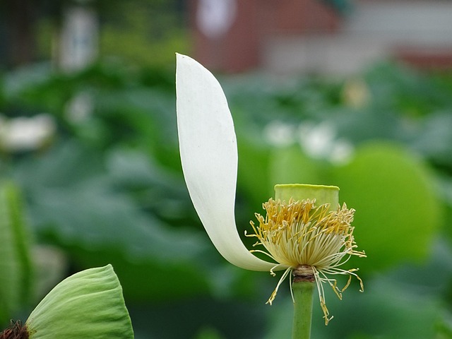 Emoţie, Lotus, Unu