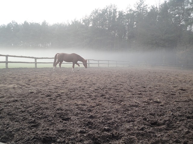 Free Horse Fog photo and picture