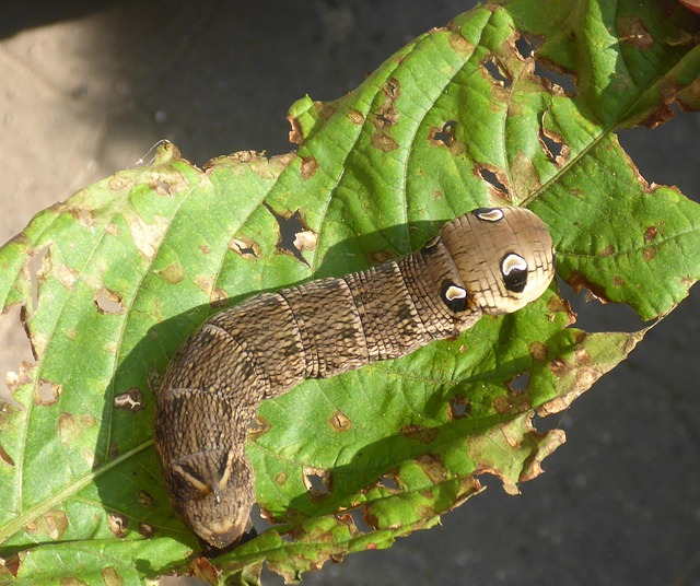 Free Caterpillar Larva photo and picture