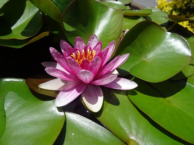 Nuferi, Lotus