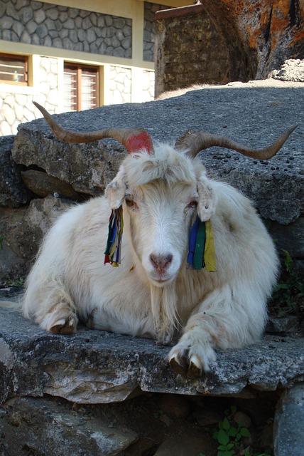 Nepal, Tibet, Ziege, Haustier
