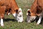 beef, jungrind, calf