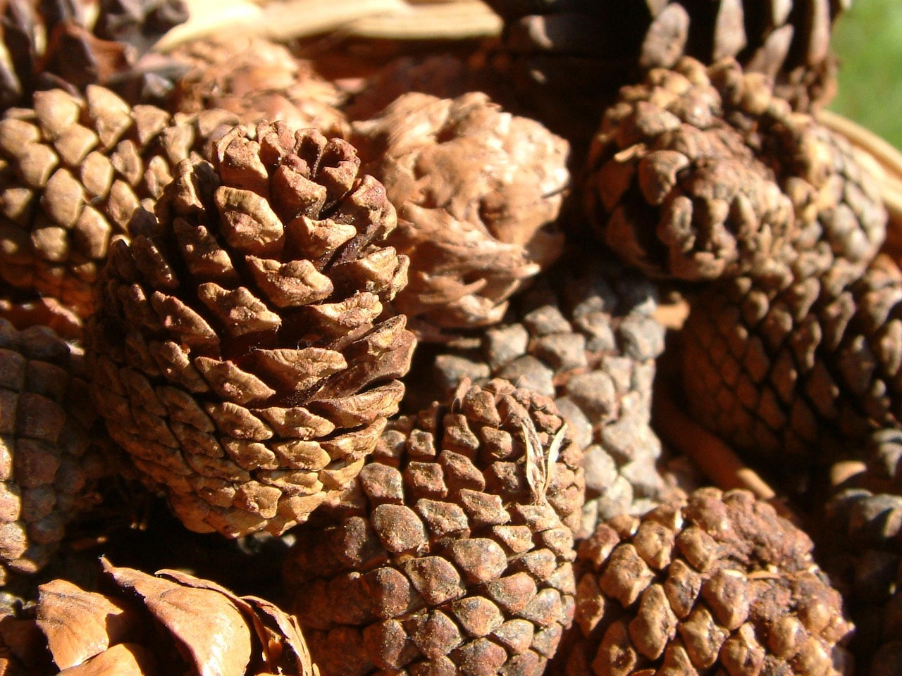 Piña Pino Brown - Foto gratis en Pixabay - Pixabay
