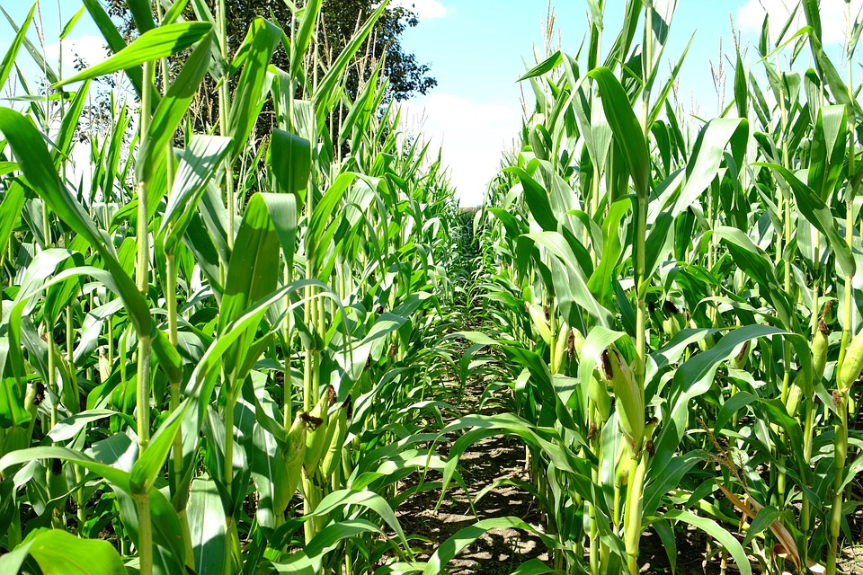 Free photo Sweet Corn Field, Ontario Canada Free Image on Pixabay