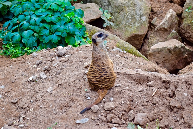 Free Meerkat Tiergarten photo and picture