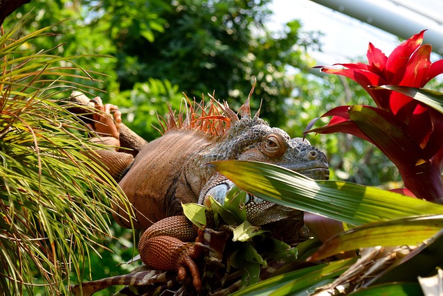 Free Zoo Animal photo and picture