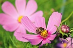 flower, cosmea flower, cosmea