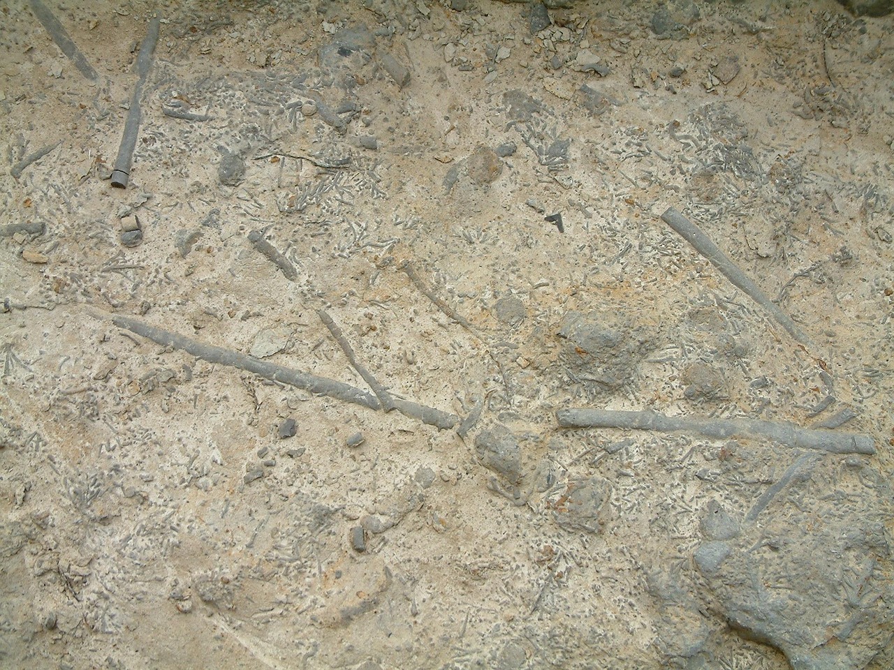 Fossil Rock Stone Free photo on Pixabay Pixabay