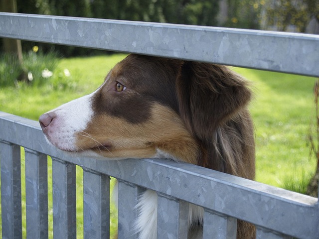 Free Dog Australian Shepherd photo and picture