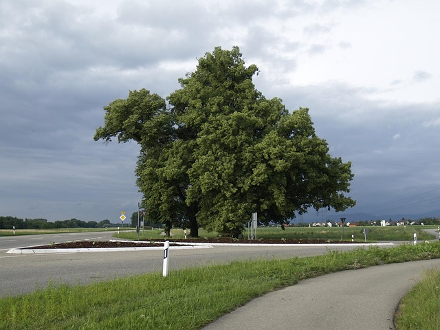 Free Duck Tree Sculpture photo and picture