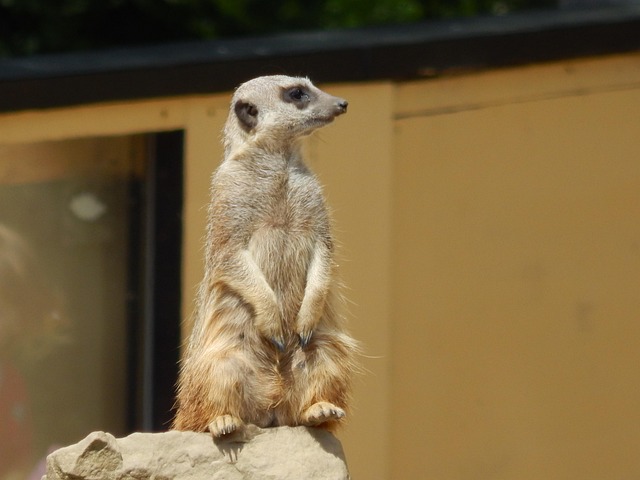Free Meerkat Animal photo and picture