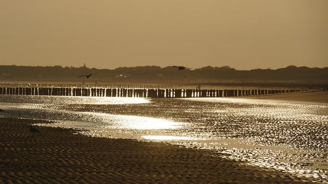 Free Sunrise Golden photo and picture