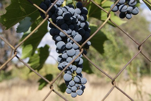 Free Grape Berries photo and picture
