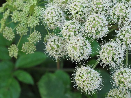 Free Freshness Flowers photo and picture