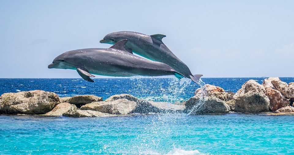 Dolphins Aquarium Jumping Free Photo On Pixabay Dolphins Aquarium Jumping Free Photo On Pixabay
