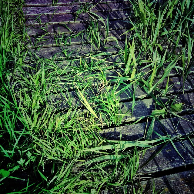 Free Web Green photo and picture