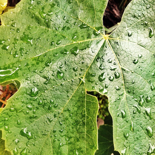 Free Leaf Green photo and picture