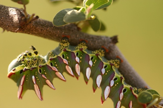 Housenka, Zblízka, Larva, Divoká Zvěř