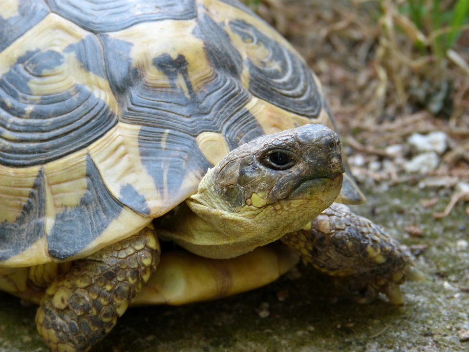 Schildkröte Frisst Nicht Und Schläft Nur