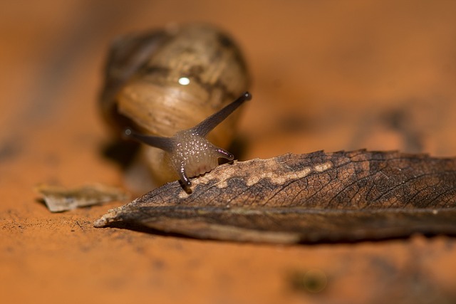 Schnecke, Affix, Weichtier
