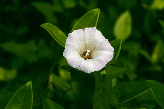 Free Bowl Of Flowers Flower photo and picture